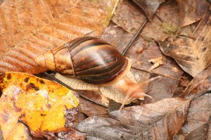 African_Land_Snail_-_Achatina_immaculata