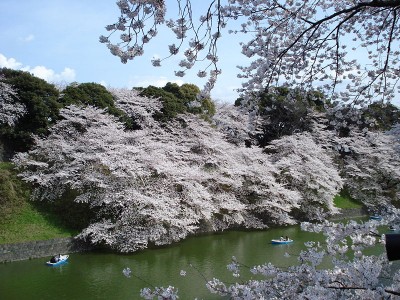 Sakura