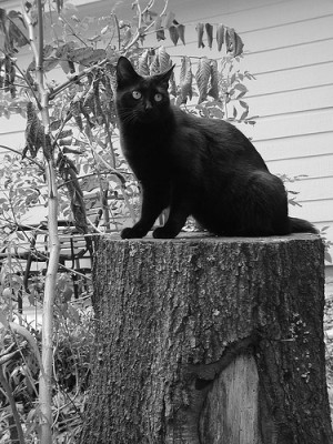 blackCat