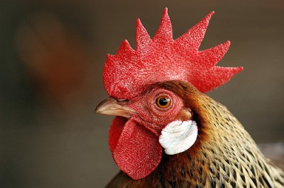 chickenHDDOD