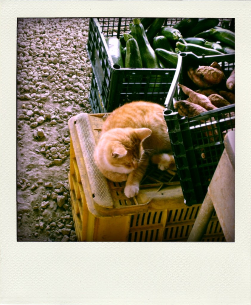 CatMarket
