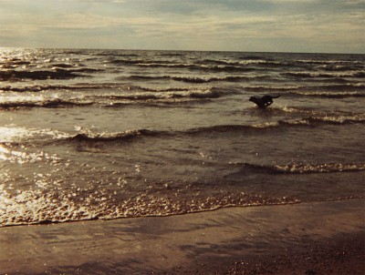 LakeDog