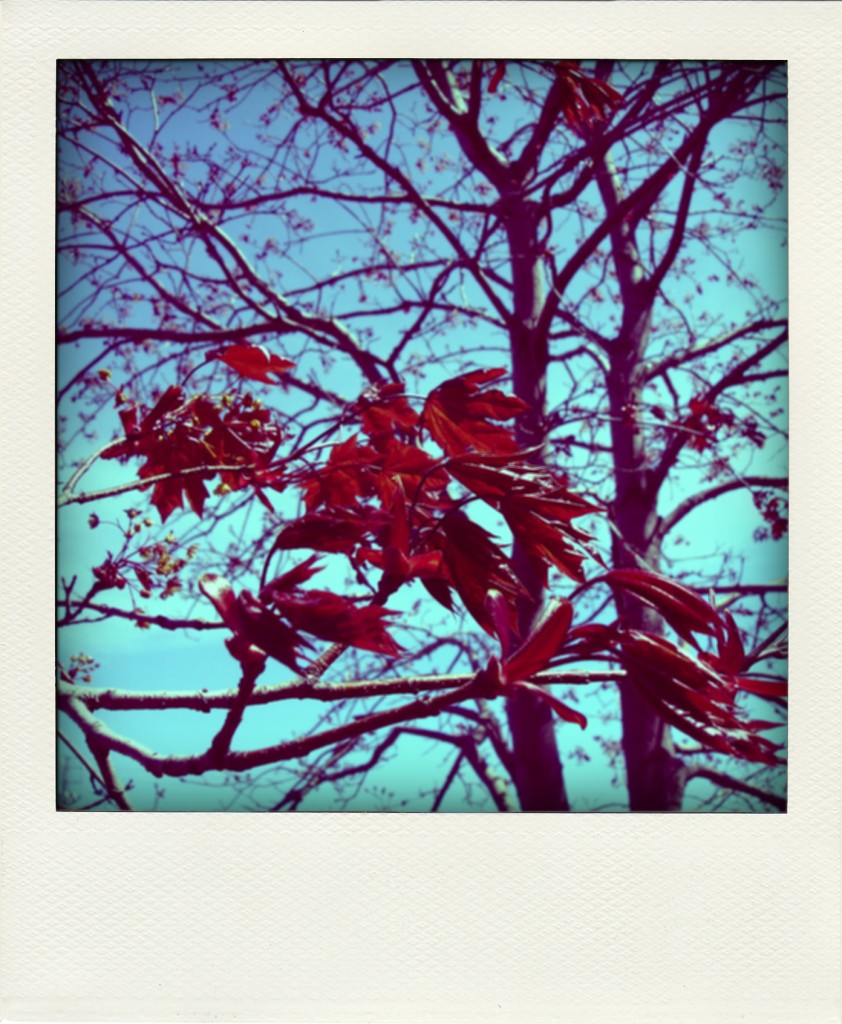 MapleLeaves