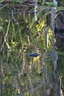 EvergladesGatorHead