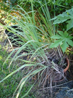 Citronelle in pot