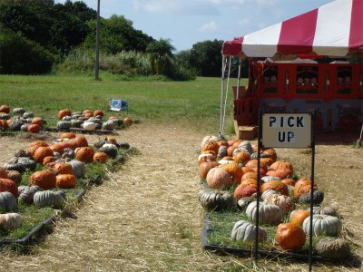 Pumpkin patch