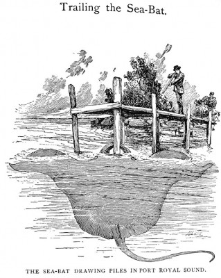 Tales of Old Florida ray drawing