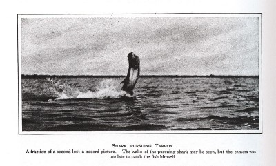 Tales of Old Florida tarpon