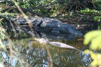 Everglades gators